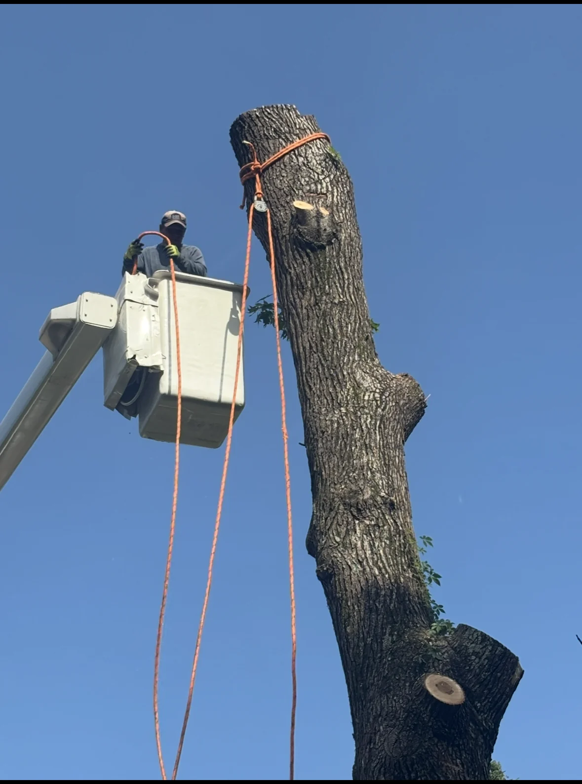 Bucket-assisted large trunk removal