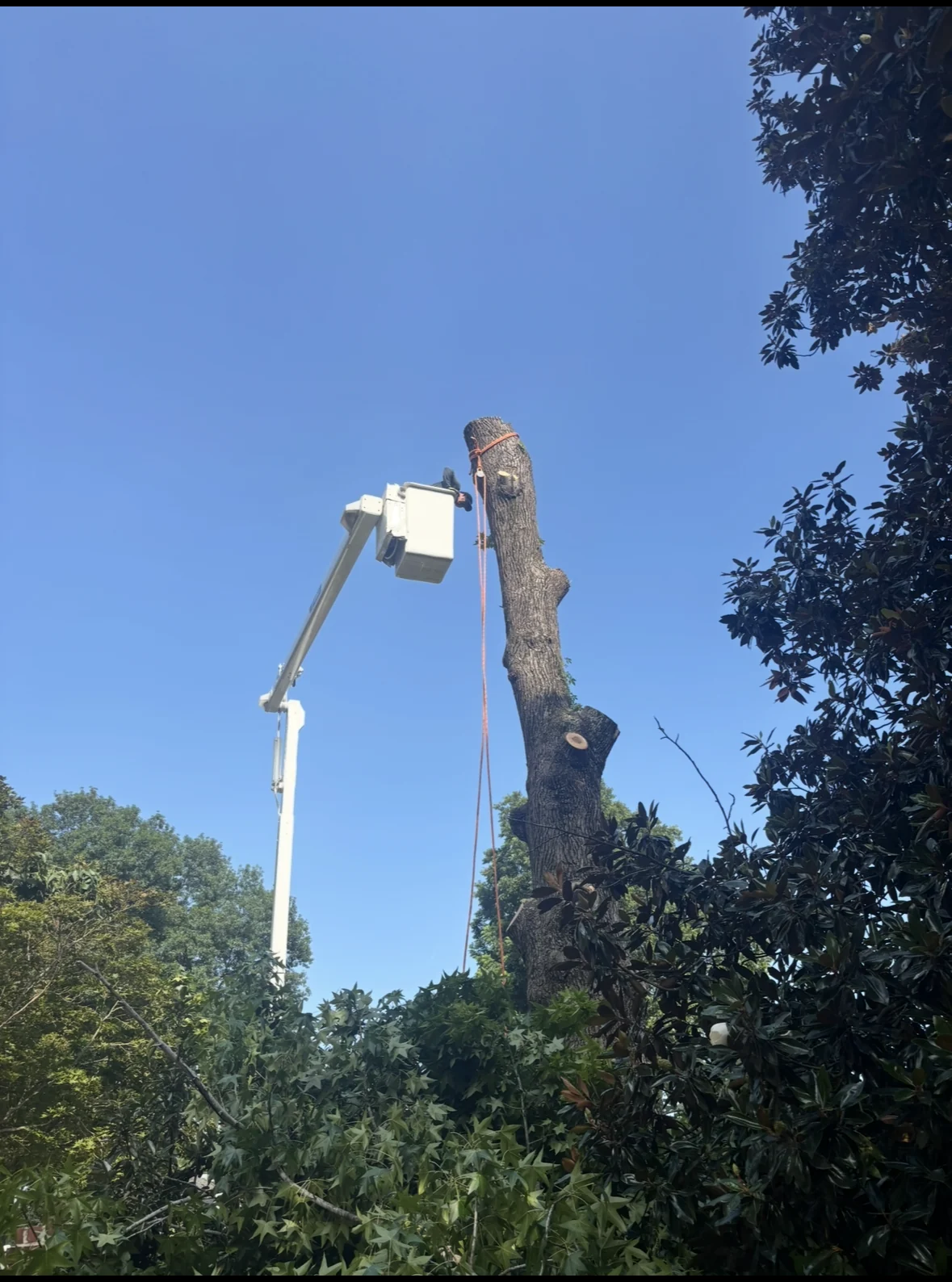 Boom lift reaching above the tree canopy