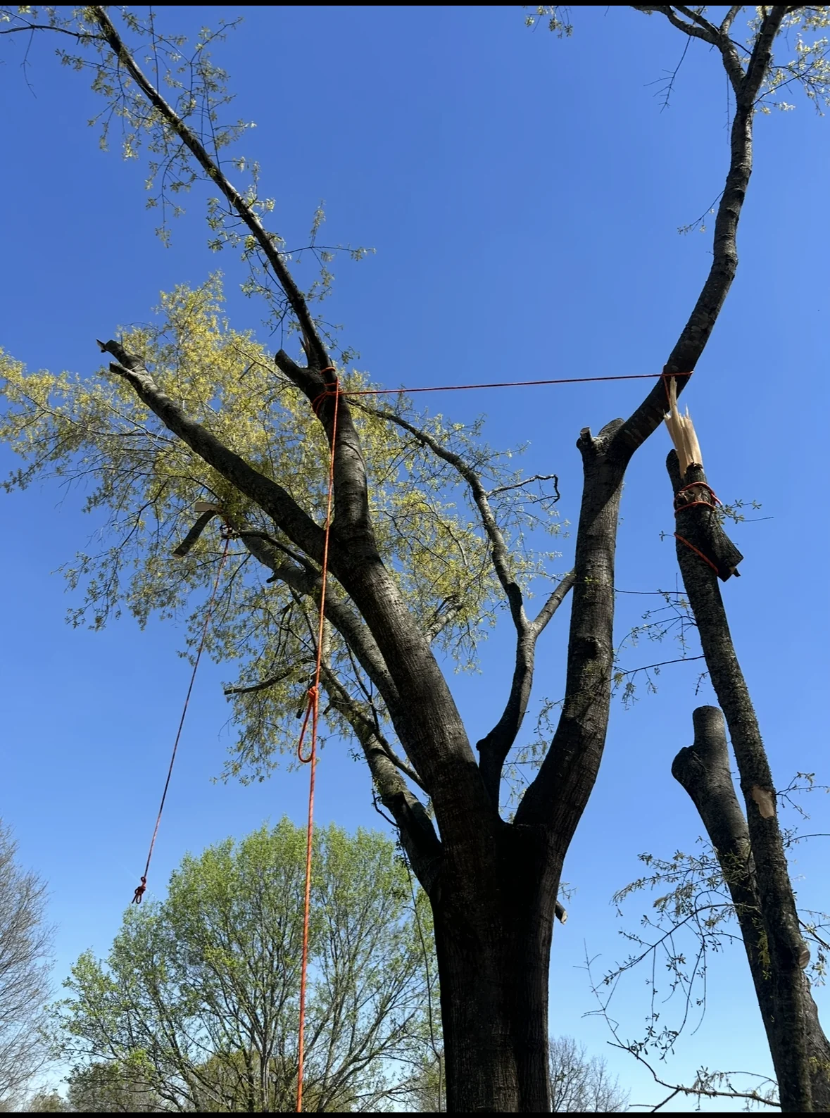 Tree after selective limb removal