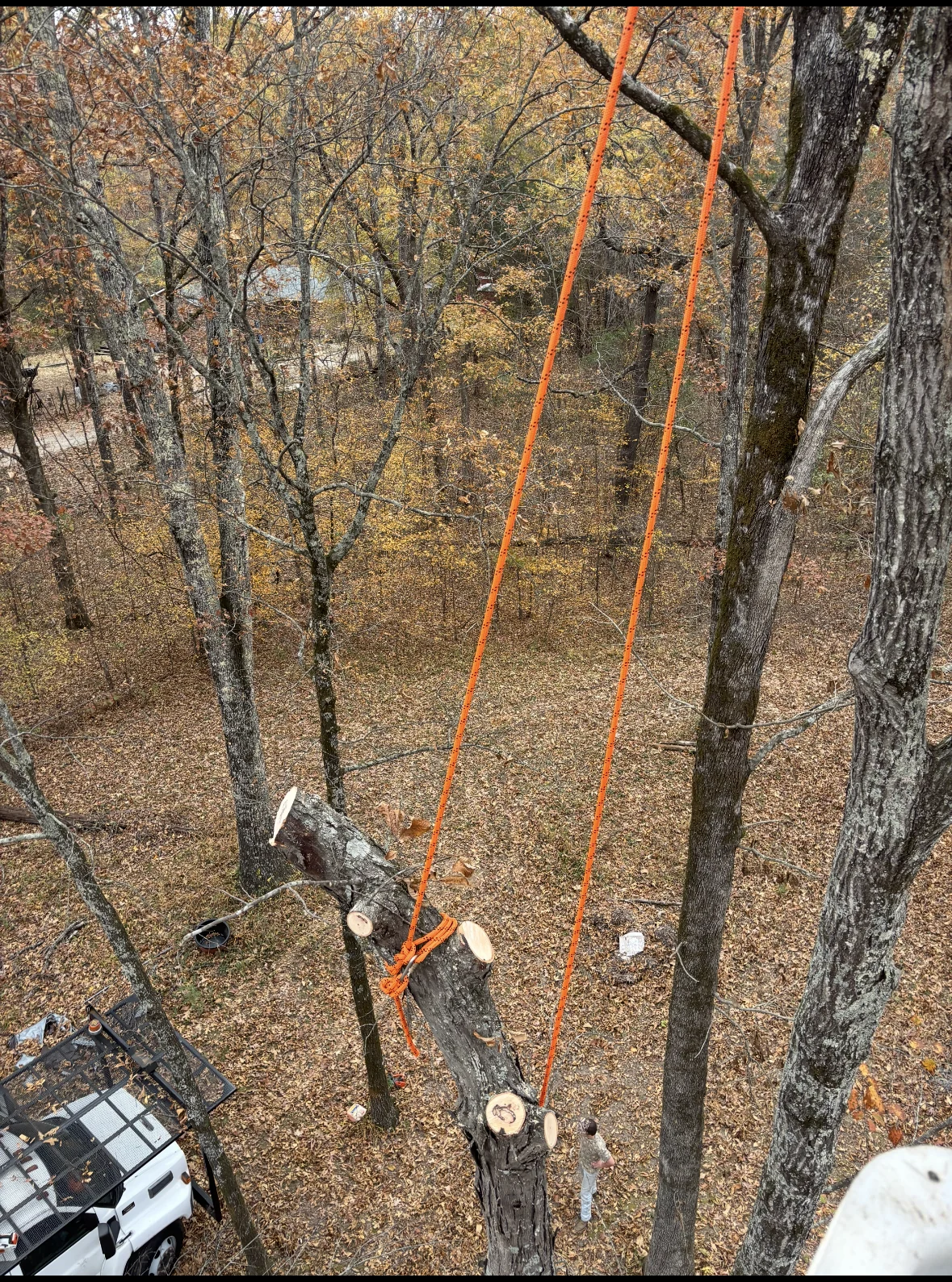 Rope-assisted tree work